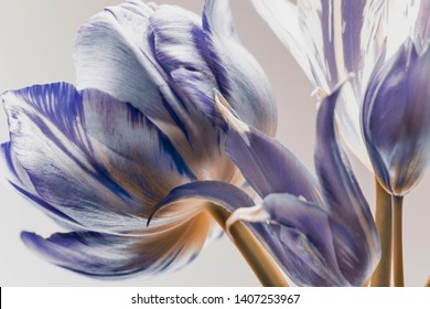white tulips with blue stripes on the petals. abstract composition on a white background.