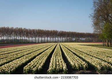 White Tulips Field In Spring.