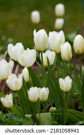 White Tulips Growing In A Garden. Didiers Tulip From The Tulipa Gesneriana Species Blooming In Spring In Nature. Closeup Of Pretty Natural Flowering Plant In A Park With Green Stems And Soft Petals