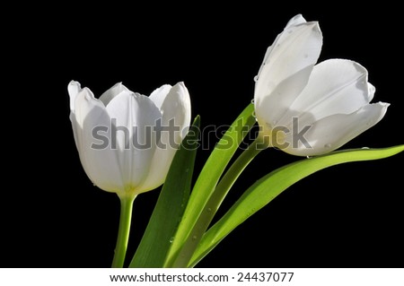 Image, Stock Photo row arrangement Plant