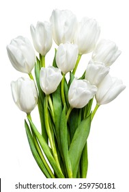 White Tulips On White