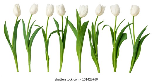 774,771 Tulip White Images, Stock Photos & Vectors | Shutterstock