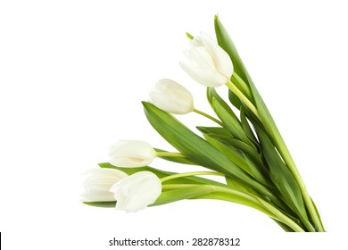 White Tulips On White Background