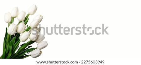 White tulips on a white background.