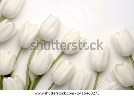 White tulips on white background monocolor. Spring greeting flowers white petals and light green stems and leaves. Nature bouquet floral photo detailed top view close up