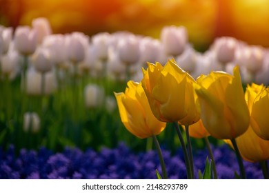 White tulips out of focus on yellow tulip background. White flower tulip lit by sunlight shine. Soft selective focus blur, tulip fresh buds close up, toning bulb grow. Bright colorful tulip macro phot