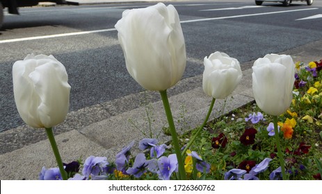 White Tulips And Violets In A Busy Street Median, Tokyo, Japan