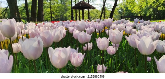 
White tulips.Purple tulips.Pink tulips.Yellow tulips,Colorful arrangement of tulips of various colors.