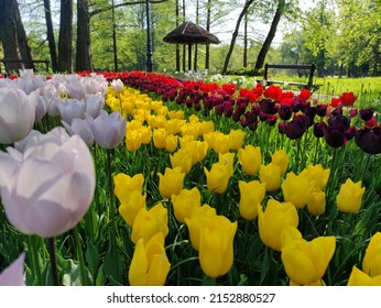 
White tulips.Purple tulips.Pink tulips.Yellow tulips,Colorful arrangement of tulips of various colors.
