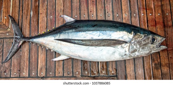 White Tuna Fish On The Boat Deck