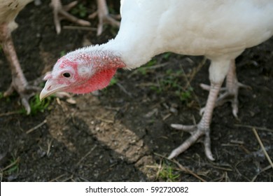 White Turkey Eating From A Trough