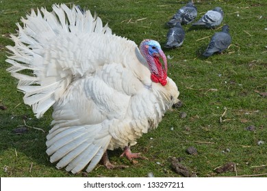 White Turkey Outdoors