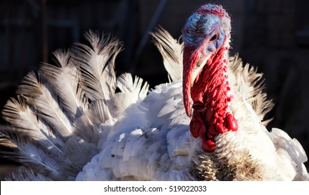 White Turkey Outdoors
