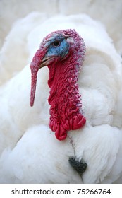 White Turkey Portrait