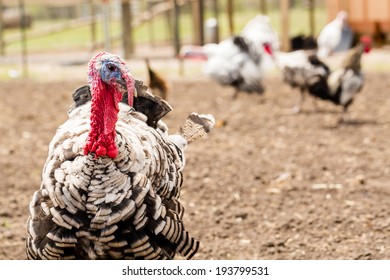 White Turkey At The Small Urban Farm.