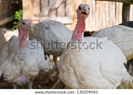 White turkeys feeding in a barnyard