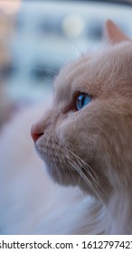 White Turkish Angora Cat Half Face View