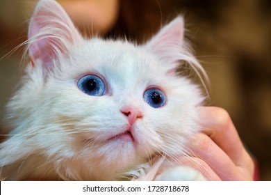 White Turkish Angora Close-up Smiles