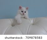 white turkish angora kitten.