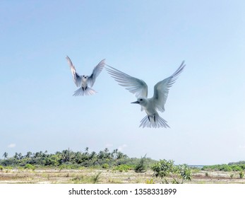 White Turn Maldives Addu Atoll