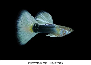 White Tuxedo Guppy, On Black Background 