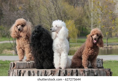 57,921 Poodle Stock Photos, Images & Photography | Shutterstock