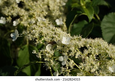 White Umbel Flower Close Up