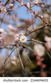 White Ume Plum Blossom In Japan