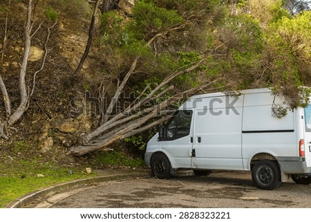 A white van that has been struck by a fallen tree in a parking lot after high winds blew the tree over at the coast in New South Wales, Australia.