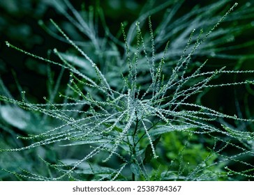 White Vervain nestled in a wooded area of north Chicago - Powered by Shutterstock