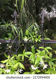 White Vines Hang Over A Rod Iron Fence