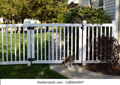 White Vinyl Fence