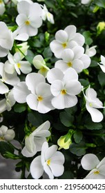 White Viola Flowers In The Garden.