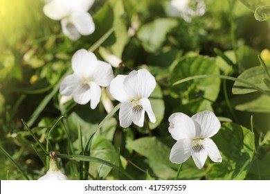 White Viola Odorata