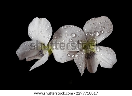white violet flowers in dew drops isolated on black. tender spring flowers