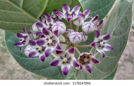 337 Voilet Flower Images, Stock Photos & Vectors | Shutterstock