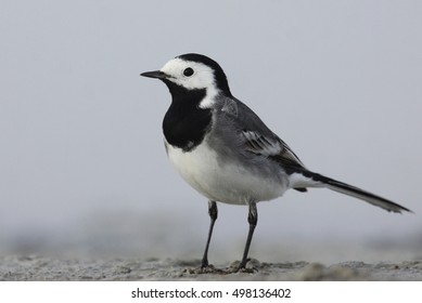 White Wagtail