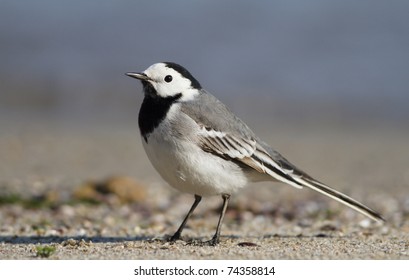 White Wagtail