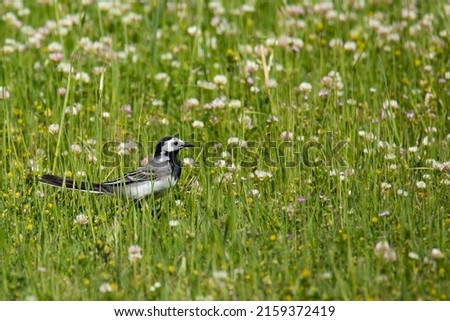 White wagtail bird (Motacilla alba)
in the meadow in spring