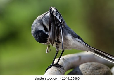 The White Wagtail cleans its feathers after bathing in a bird's watering hole. Czechia. Europe. - Powered by Shutterstock