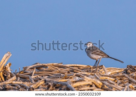 A White wagtail at the edge of lake