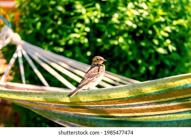 White Wagtail Juvenile (Motacilla Alba) Baby Bird On Hammock In Garden In Spring In Sunlight 