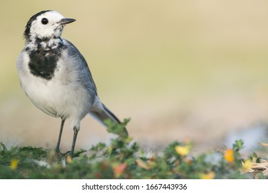 A White Wagtail (Motacilla Alba)