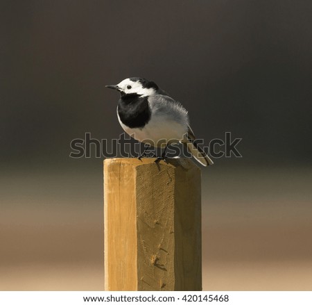 European Pied Flycatcher