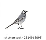 White Wagtail (Motacilla alba) ,isolated on White background, cute bird