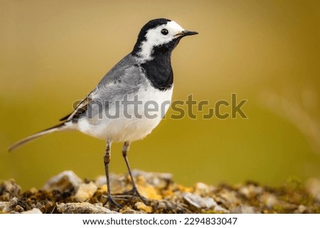 White wagtail (Motacilla alba) on the ground in closeup
