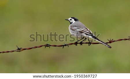 Similar – Vogel auf einem Zweig 1