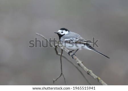 Similar – Vogel auf einem Zweig 1