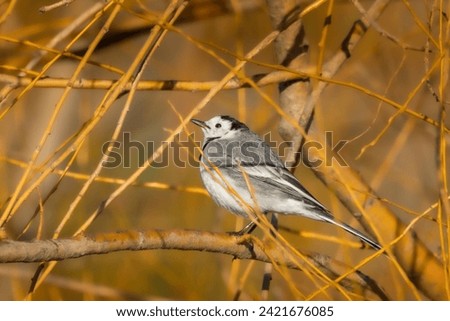 White Wagtail near a pond in the morning light