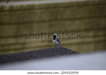 White Wagtail on the roof